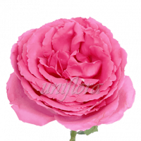Пионовидная роза "Сиреневая"