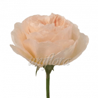 Пионовидная роза "Светло-розовая"