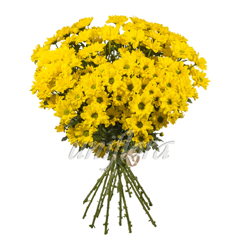 Букет из 15 веток желтых хризантем